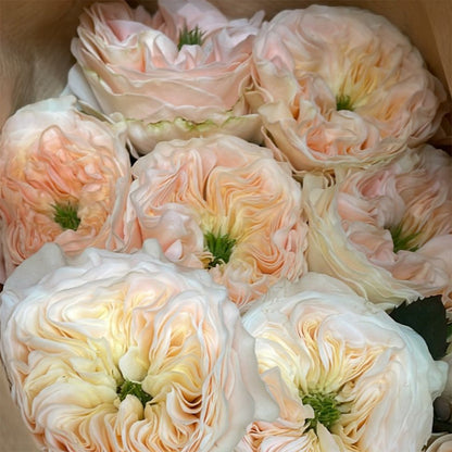 Stanley Abbey Netherlands Florist Shrub Rose