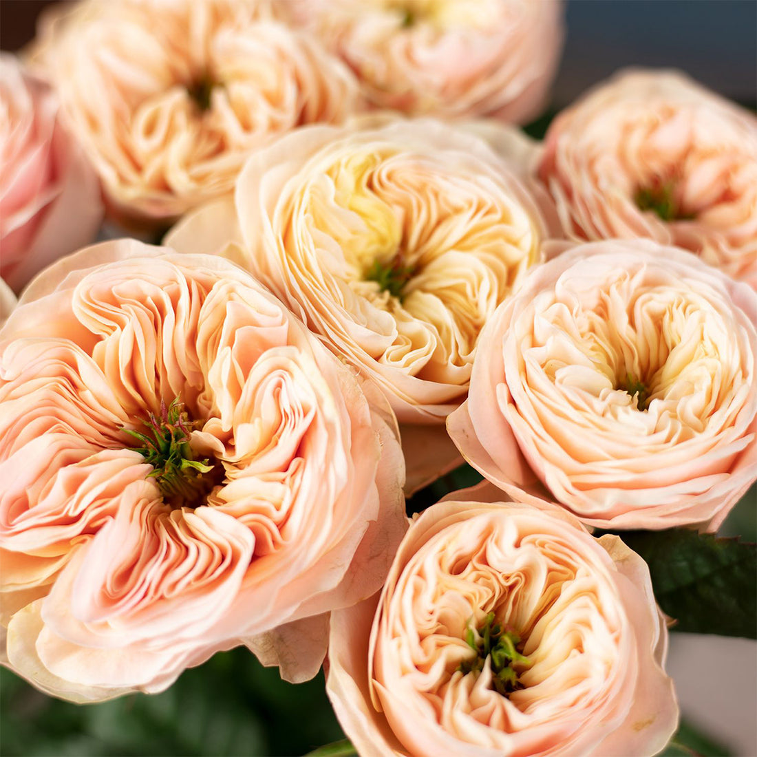 Stanley Abbey Netherlands Florist Shrub Rose