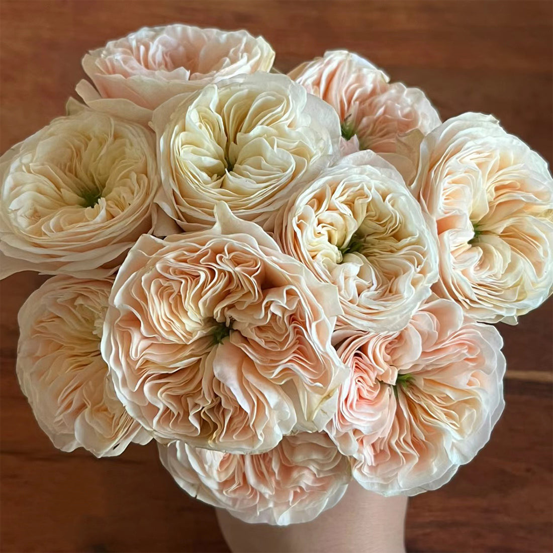Stanley Abbey Netherlands Florist Shrub Rose