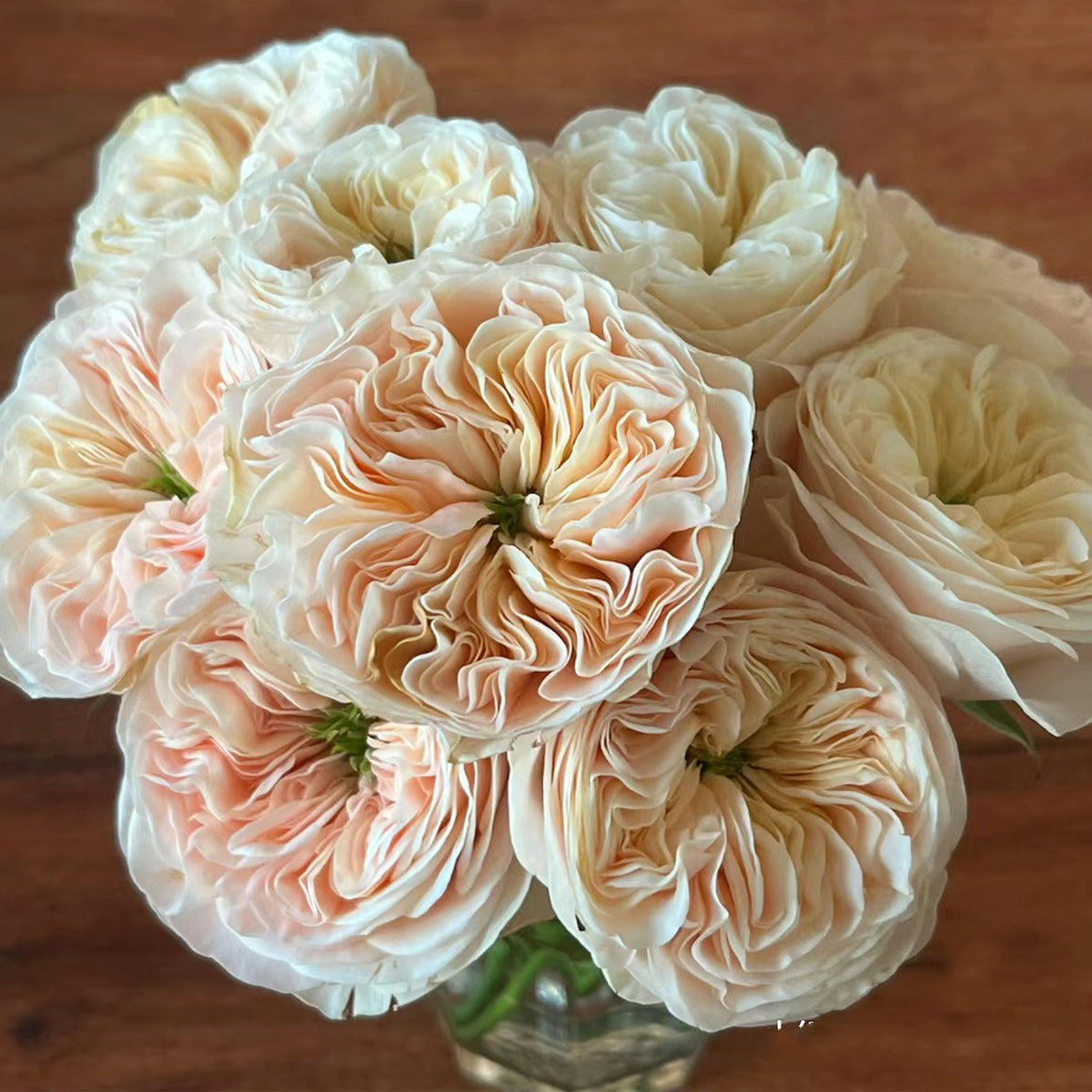 Stanley Abbey Dutch Florist Shrub Rose – Highgarden Roses