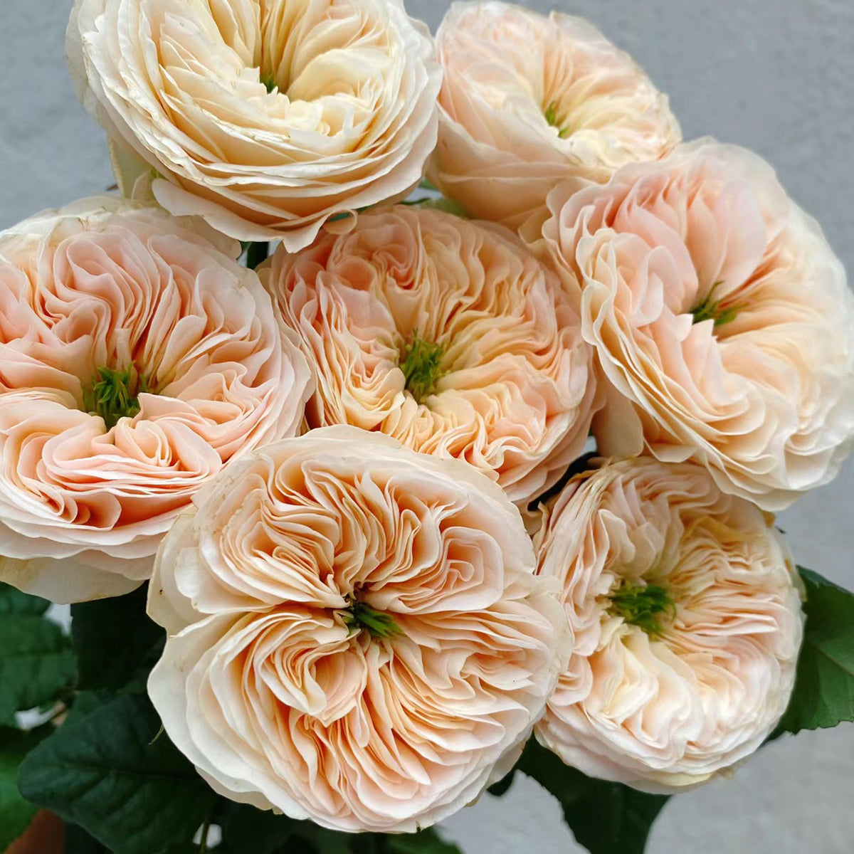 Stanley Abbey Netherlands Florist Shrub Rose