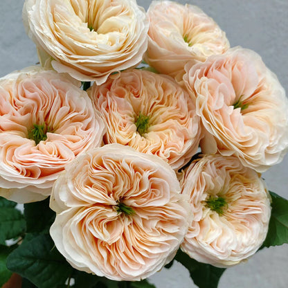 Stanley Abbey Netherlands Florist Shrub Rose