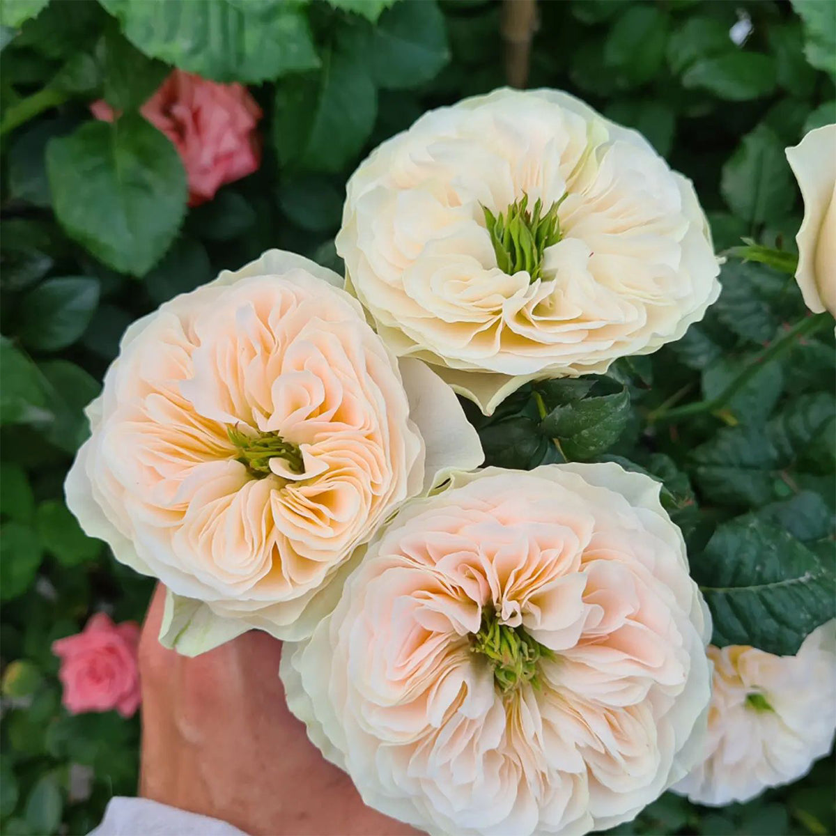 Stanley Abbey Netherlands Florist Shrub Rose