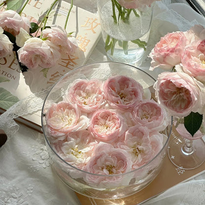 Stephanie Baronin zu Guttenberg German Florist Shrub Rose