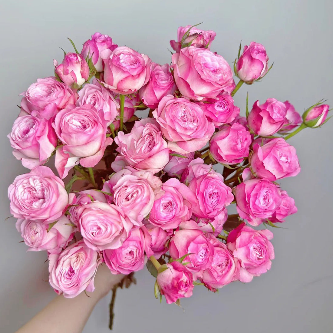 Strawberry Cake Japanese Florist Shrub Rose