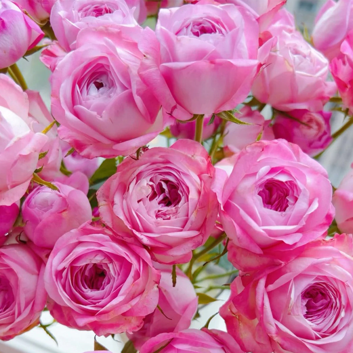 Strawberry Cake Japanese Florist Shrub Rose Bush For Sale