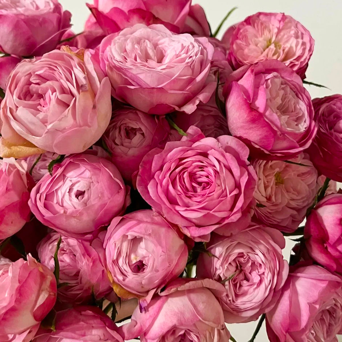 Strawberry Cake Japanese Florist Shrub Rose Bush For Sale