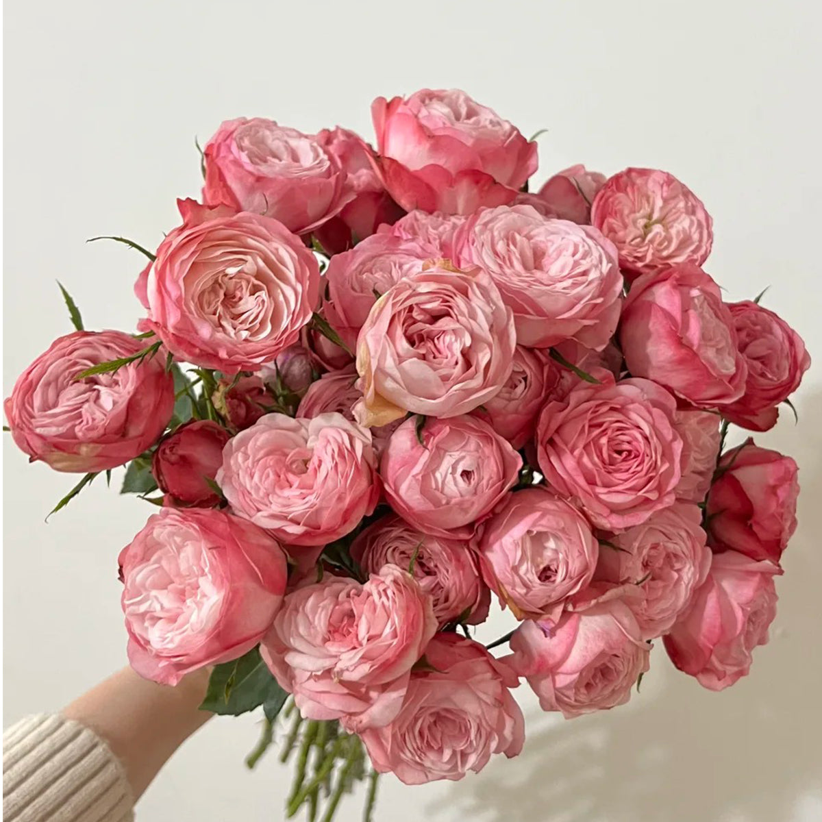 Strawberry Cake Japanese Florist Shrub Rose Bush For Sale