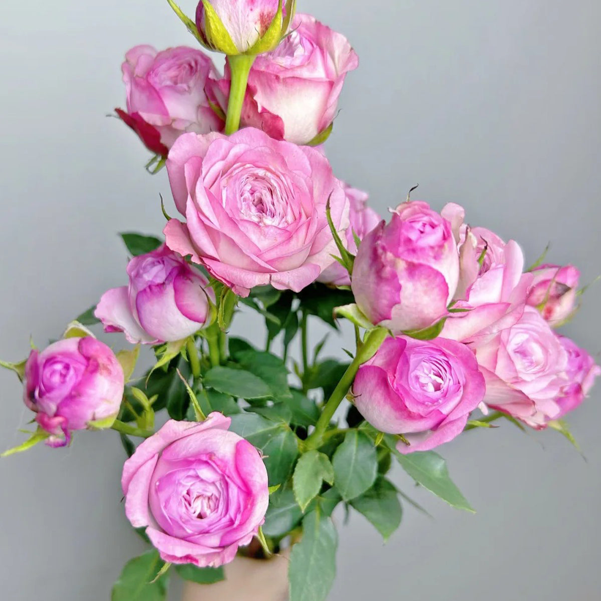Strawberry Cake Japanese Florist Shrub Rose Bush For Sale