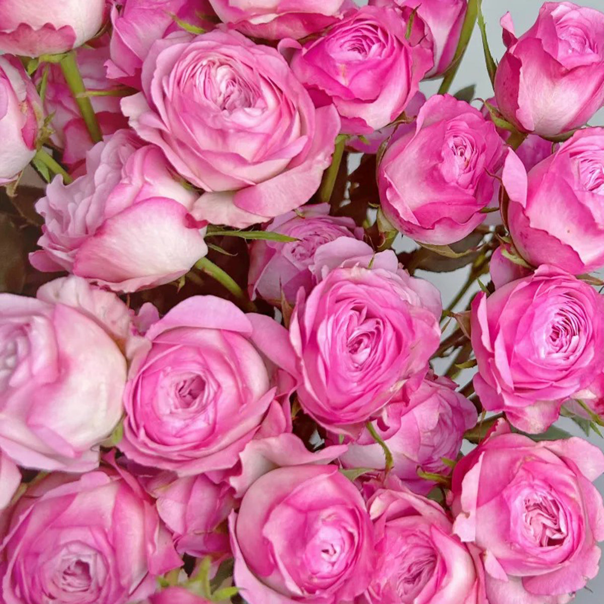 Strawberry Cake Japanese Florist Shrub Rose