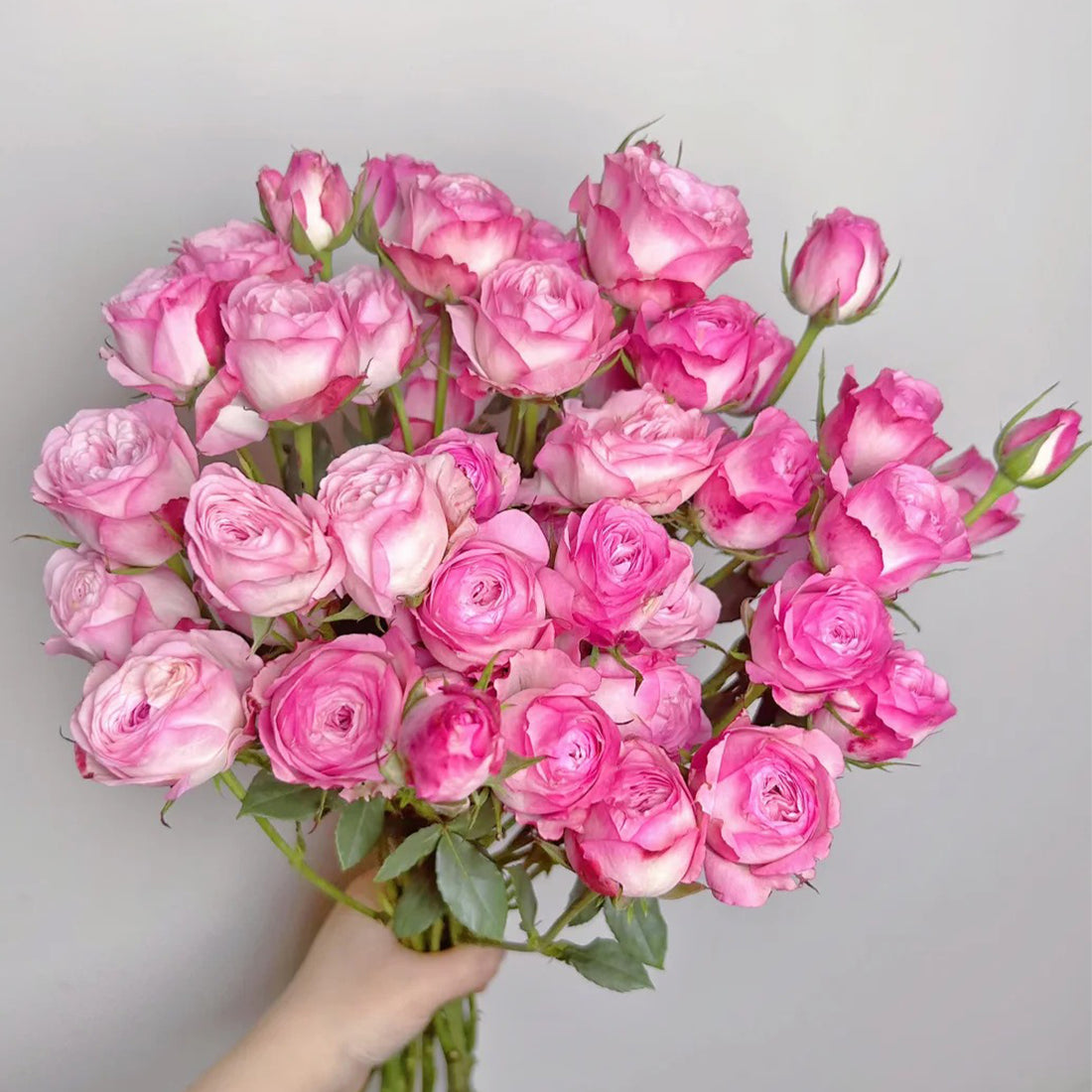 Strawberry Cake Japanese Florist Shrub Rose