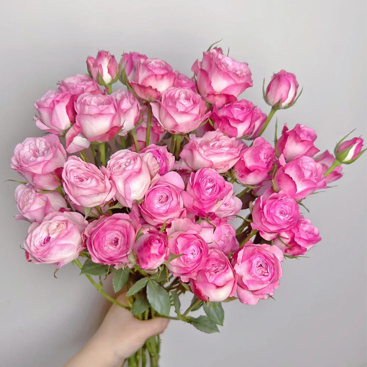 Strawberry Cake Japanese Florist Shrub Rose
