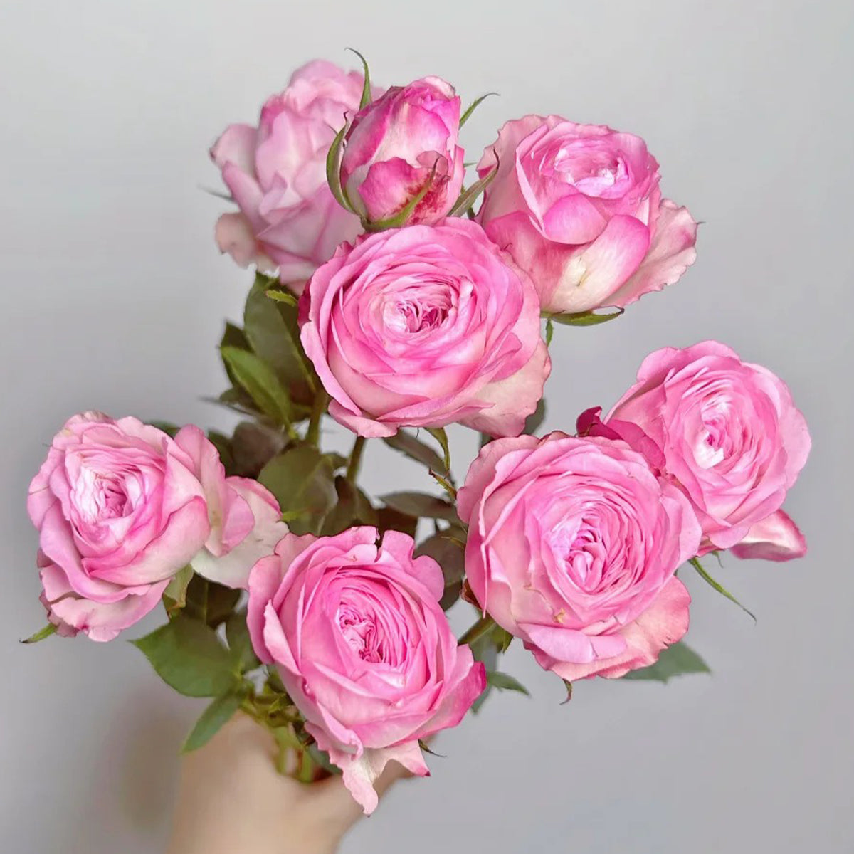 Strawberry Cake Japanese Florist Shrub Rose
