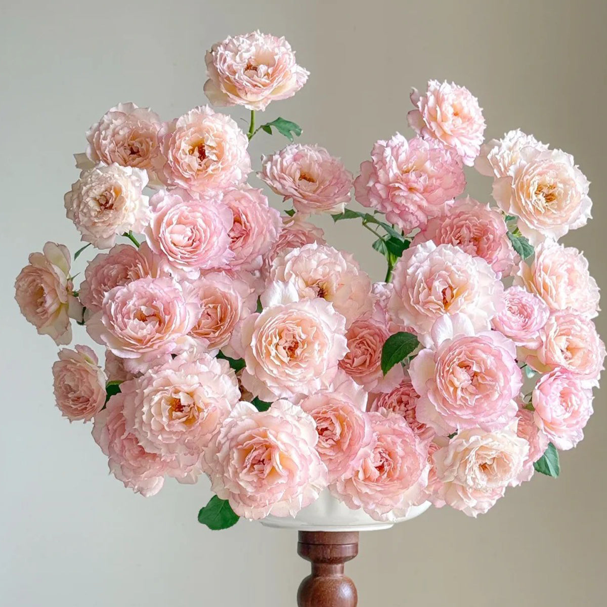 Strawberry Cloud Chinese Florist Shrub Rose