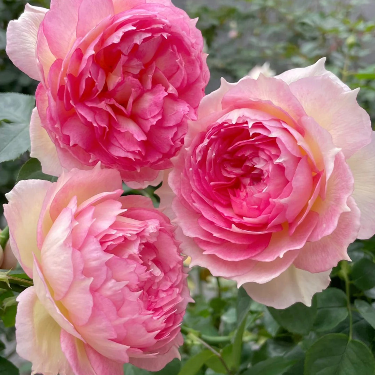 Strawberry Cloud Chinese Florist Shrub Rose