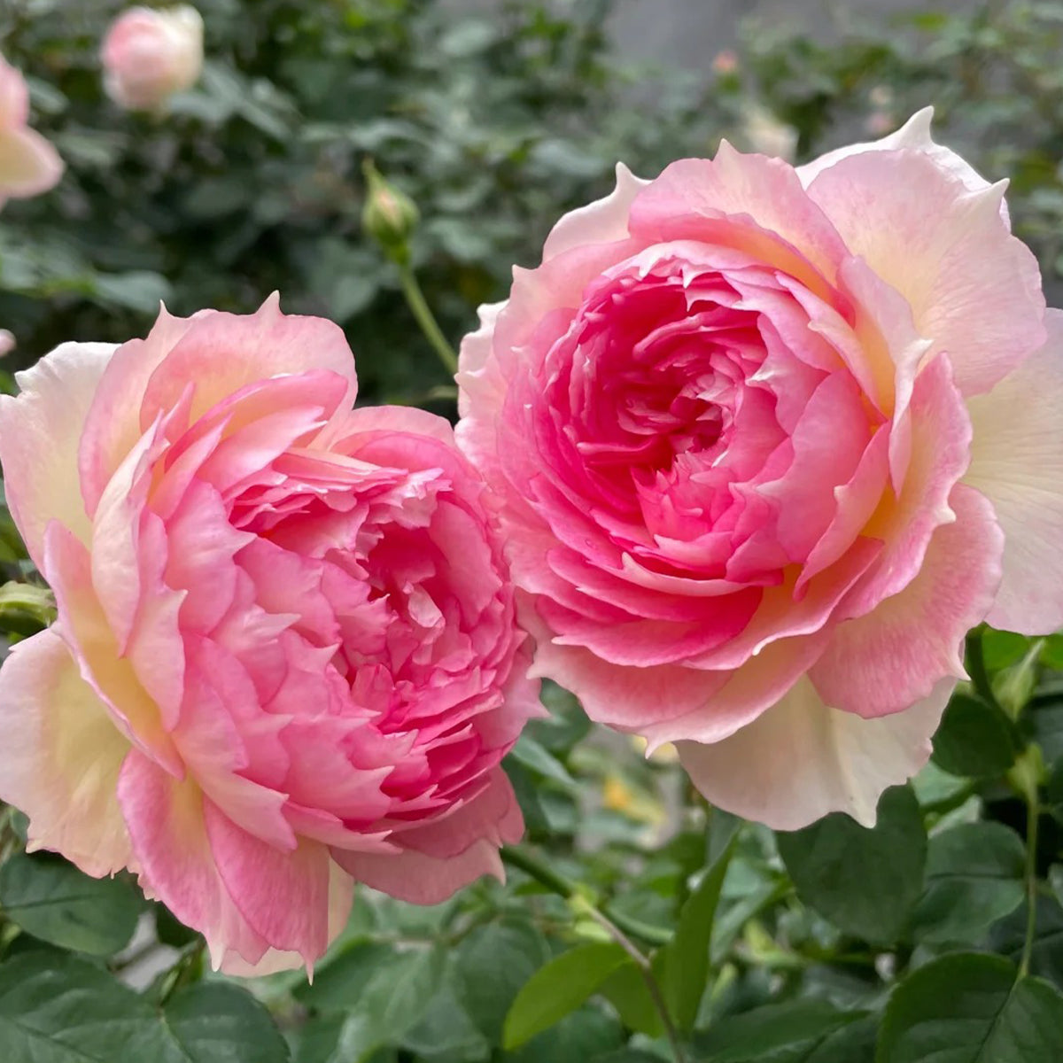 Strawberry Cloud Chinese Florist Shrub Rose