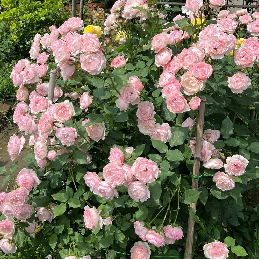 Strawberry Macaron Japanese Florist Shrub Rose