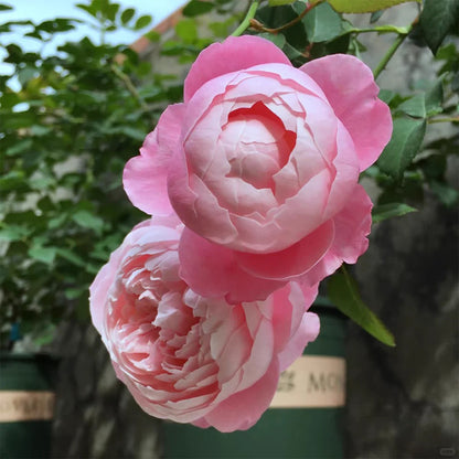 Strawberry Macaron Japanese Florist Shrub Rose