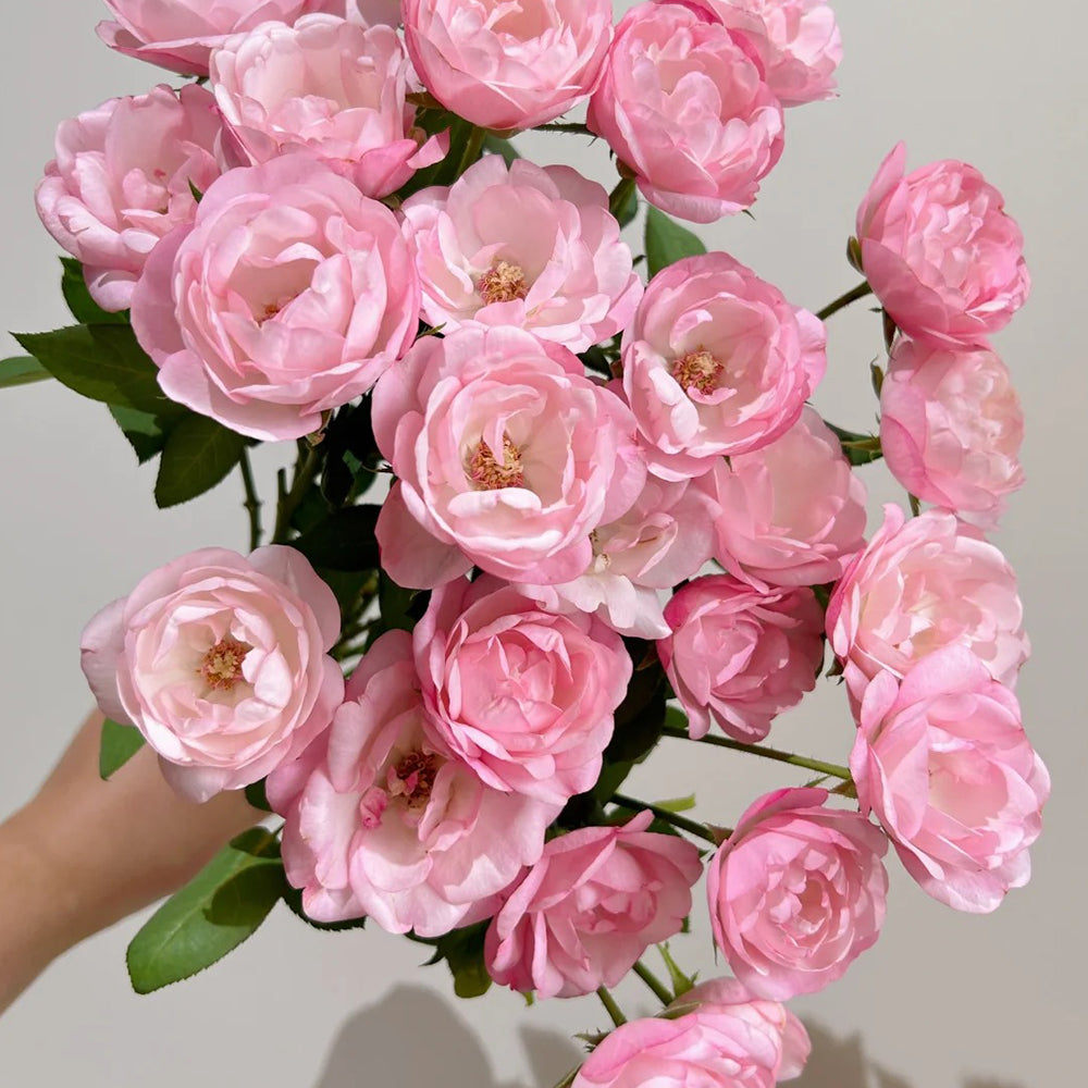 Strawberry Macaron Japanese Florist Shrub Rose – Highgarden Roses