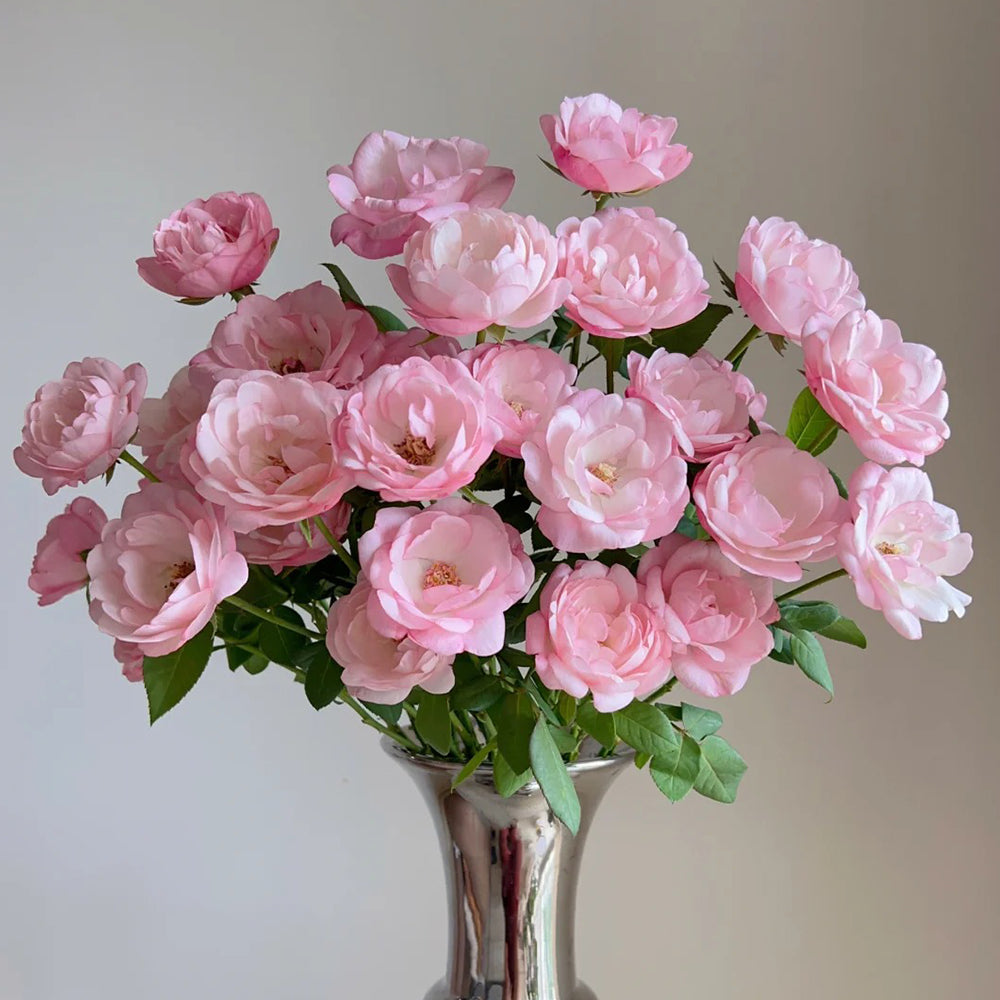 薔薇生花 まこペコ Strawberry Macaron Japanese Florist Shrub Rose – Highgarden Roses