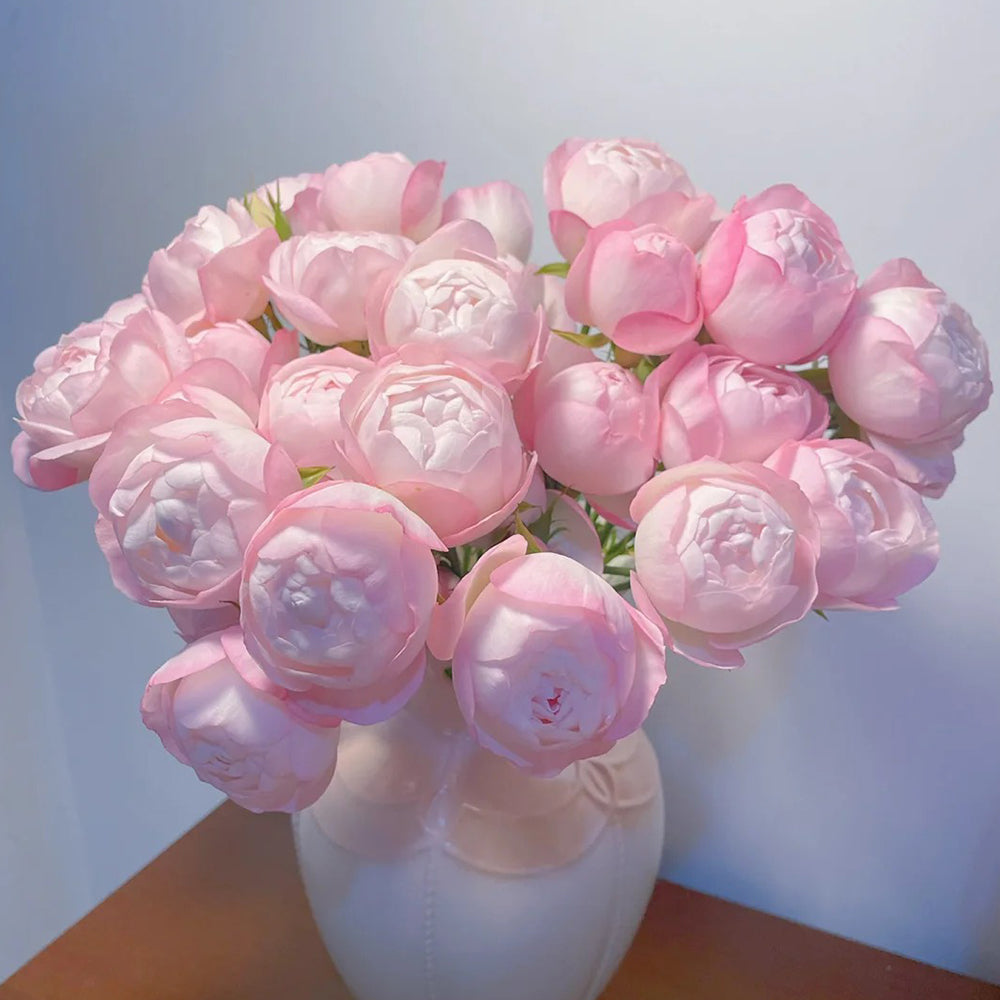 Strawberry Macaron Japanese Florist Shrub Rose – Highgarden Roses