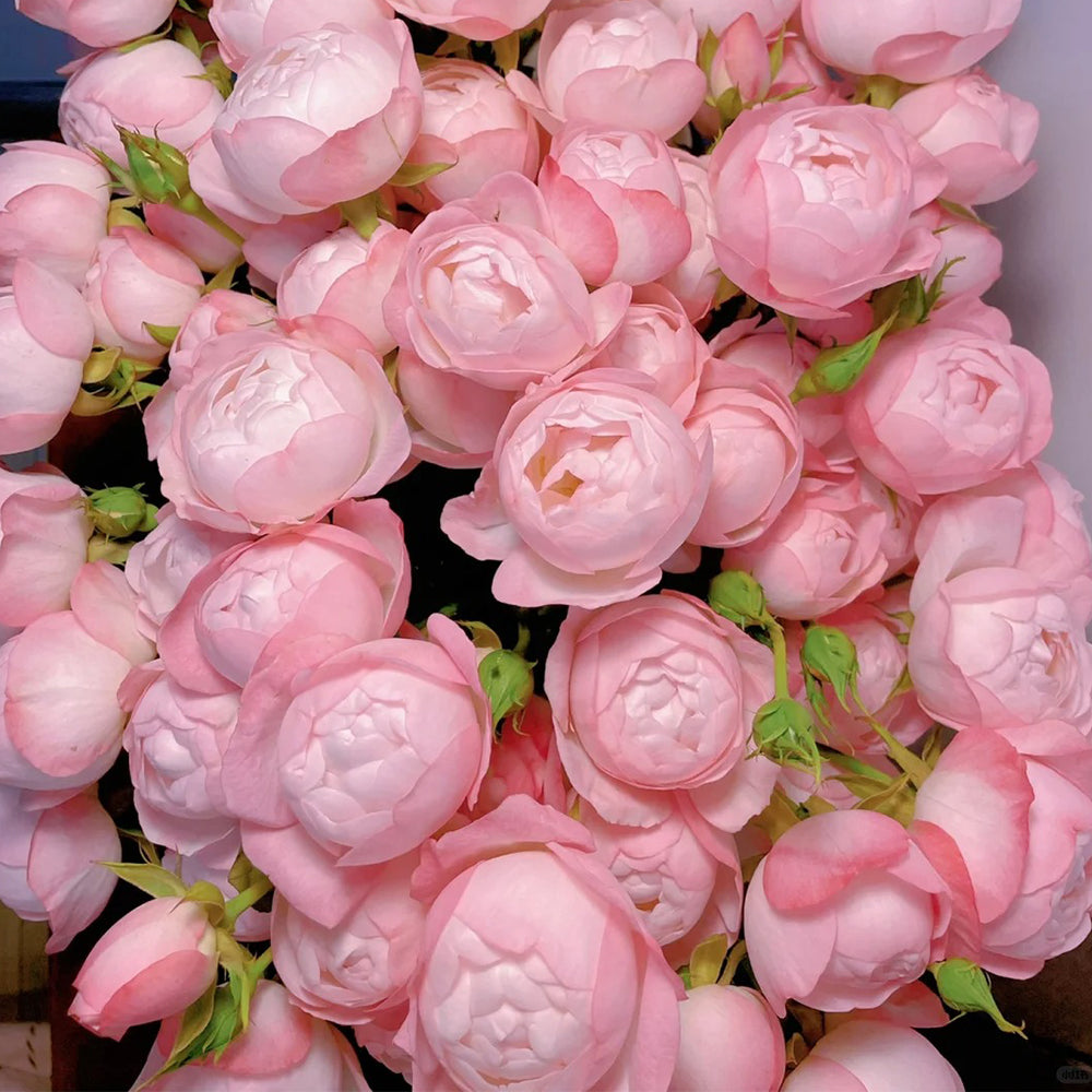 薔薇生花 まこペコ Strawberry Macaron Japanese Florist Shrub Rose – Highgarden Roses