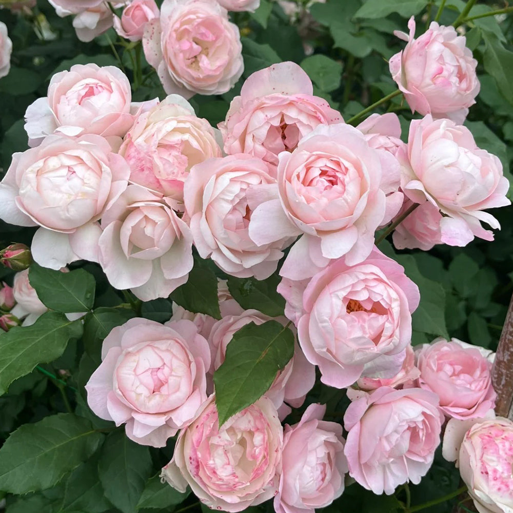 Strawberry Macaron Japanese Florist Shrub Rose – Highgarden Roses