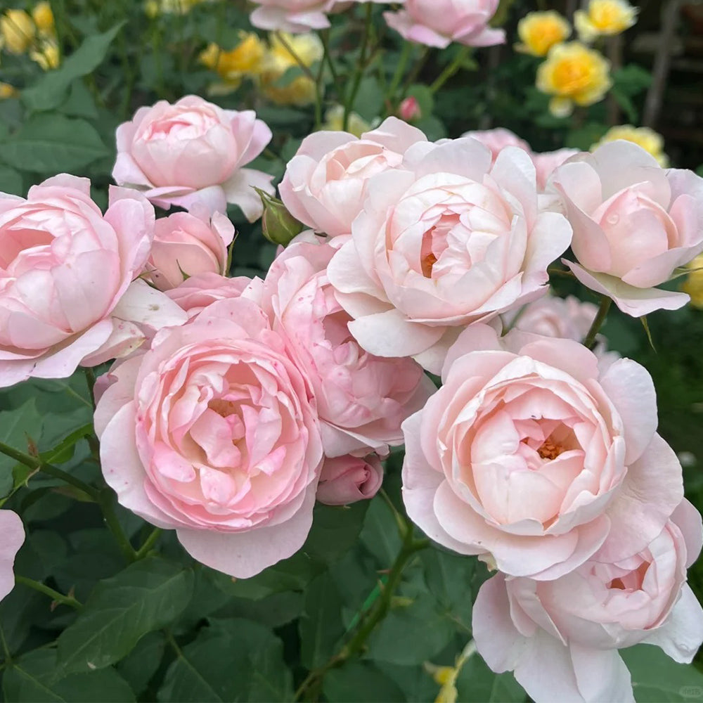 Strawberry Macaron Japanese Florist Shrub Rose – Highgarden Roses