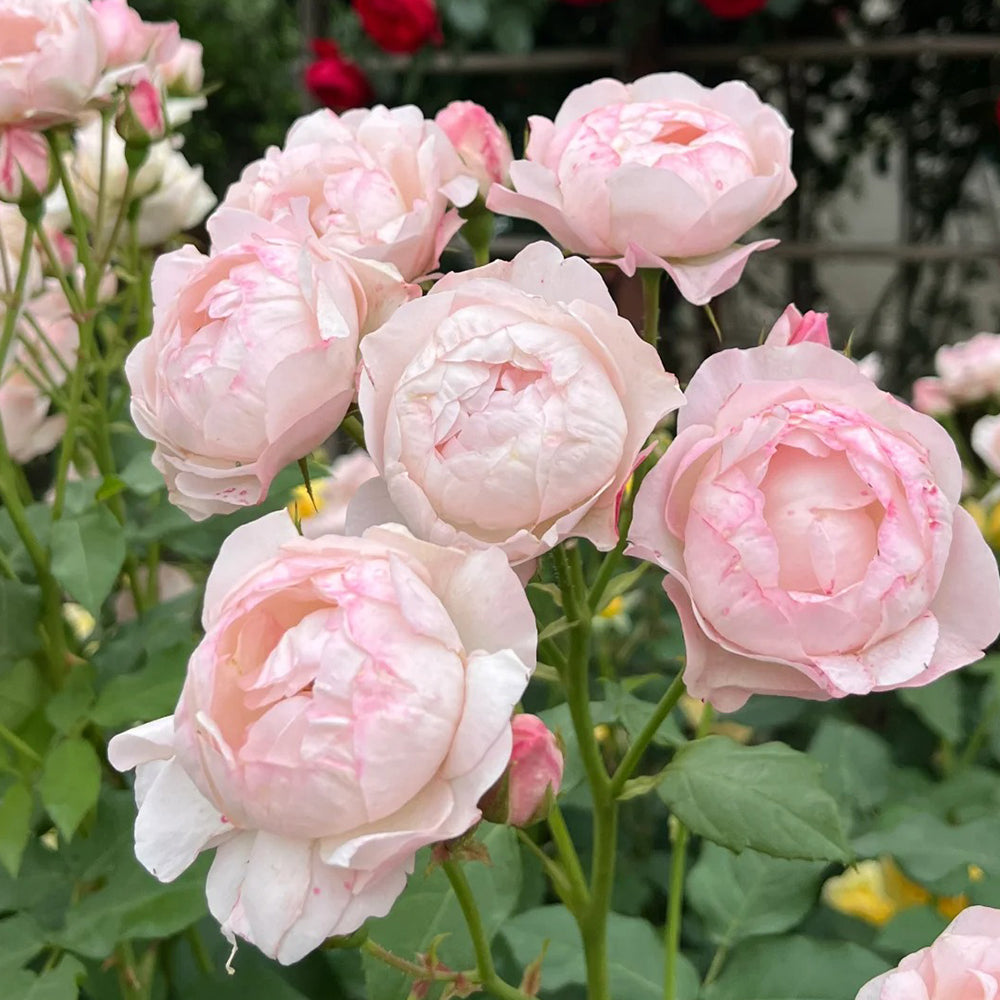 Strawberry Macaron Japanese Florist Shrub Rose