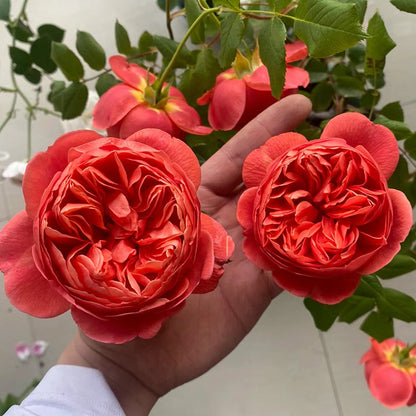 AUStango English Garden Shrub Rose