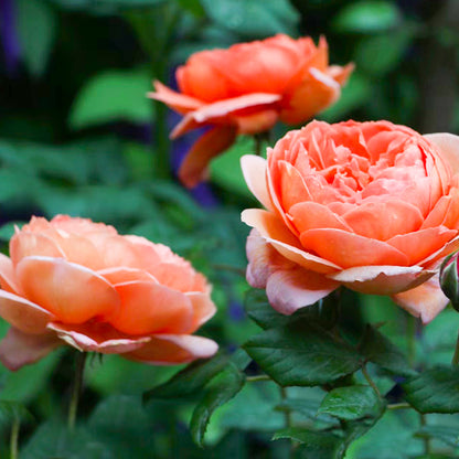 AUStango English Garden Shrub Rose