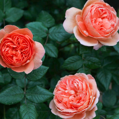 AUStango English Garden Shrub Rose