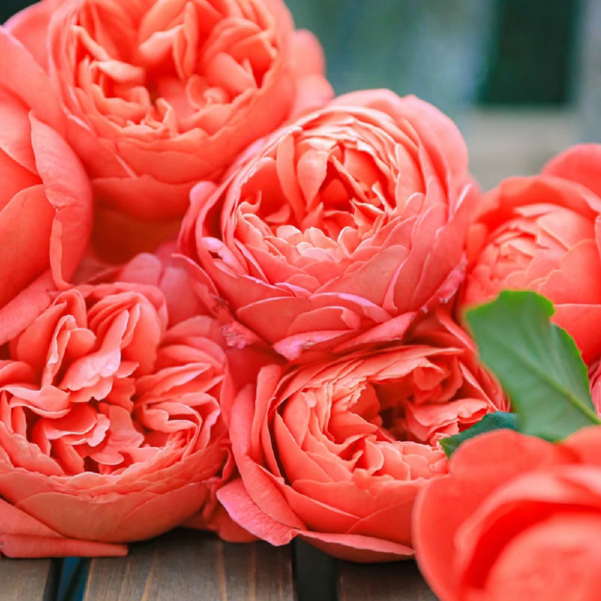 Orange & Apricot Roses | Own Root Garden Roses | Rose Bush for
