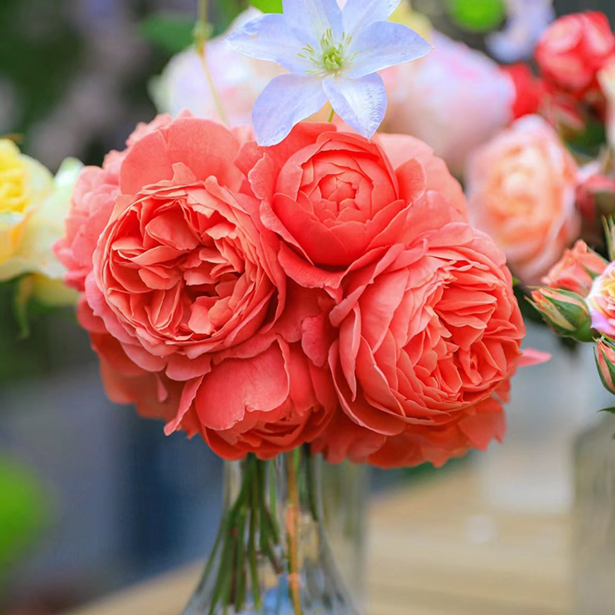 AUStango English Garden Shrub Rose