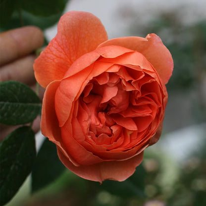 AUStango English Garden Shrub Rose