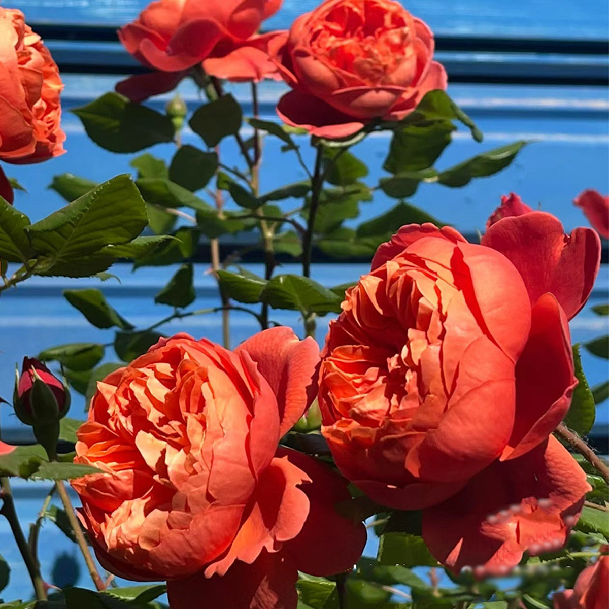 AUStango English Garden Shrub Rose