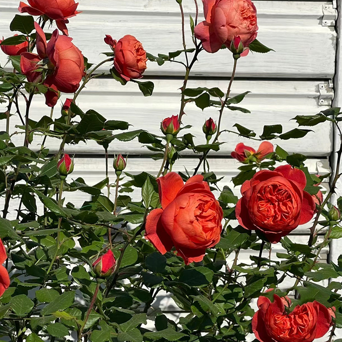 AUStango English Garden Shrub Rose