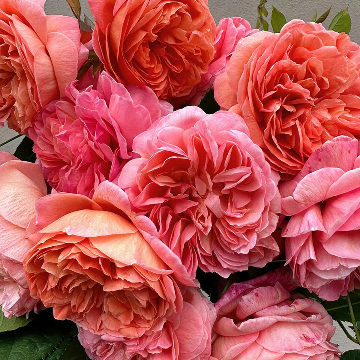 Orange & Apricot Roses | Own Root Garden Roses | Rose Bush for