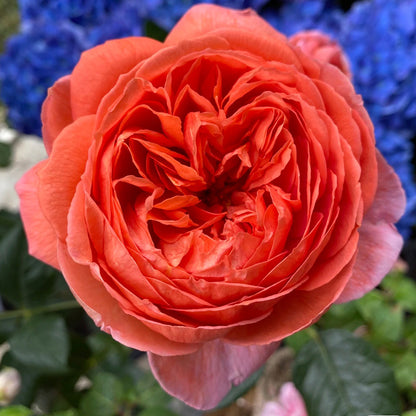 AUStango English Garden Shrub Rose