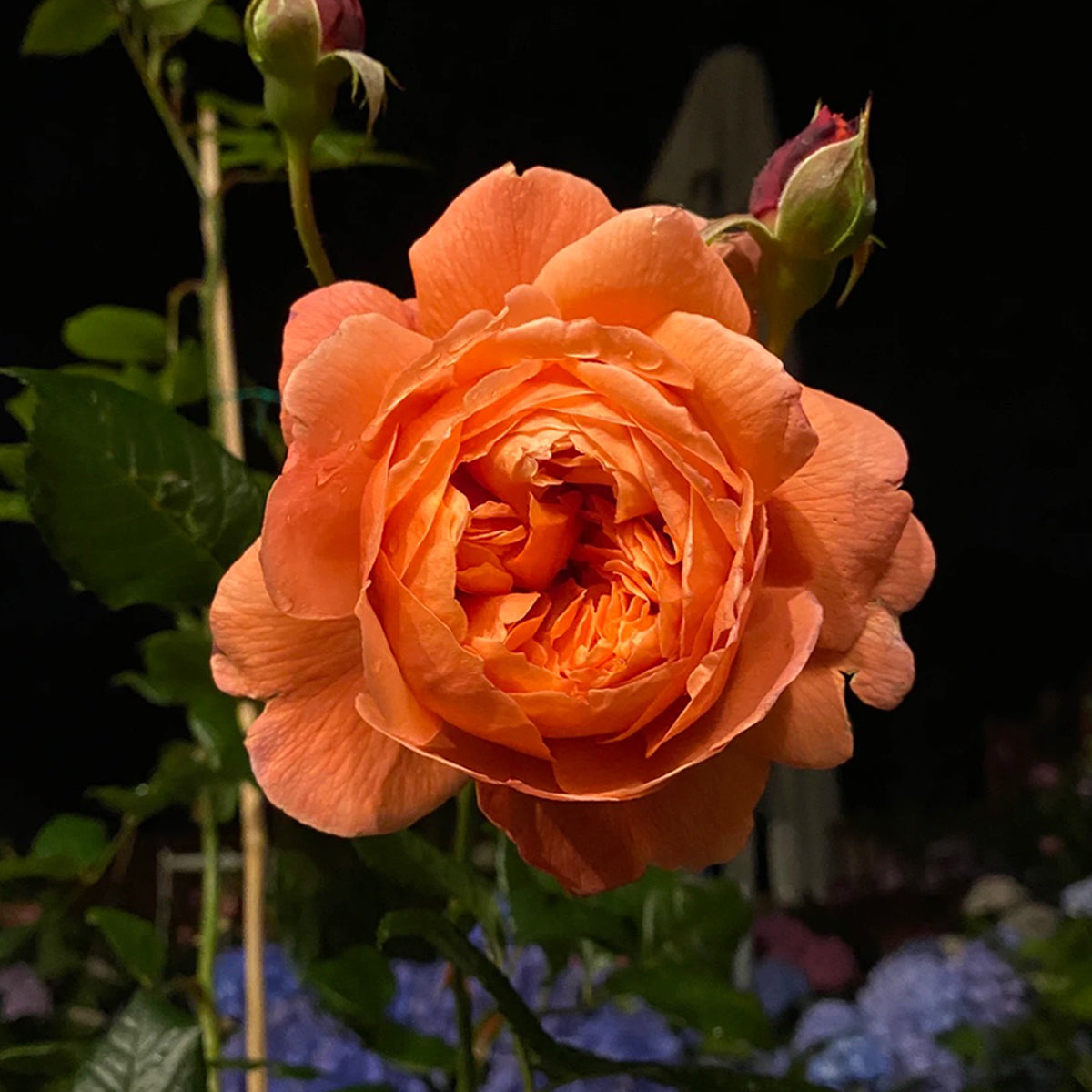 AUStango English Garden Shrub Rose