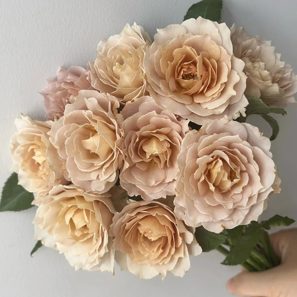 Suo Qingqiu Chinese Florist Shrub Rose – Highgarden Roses