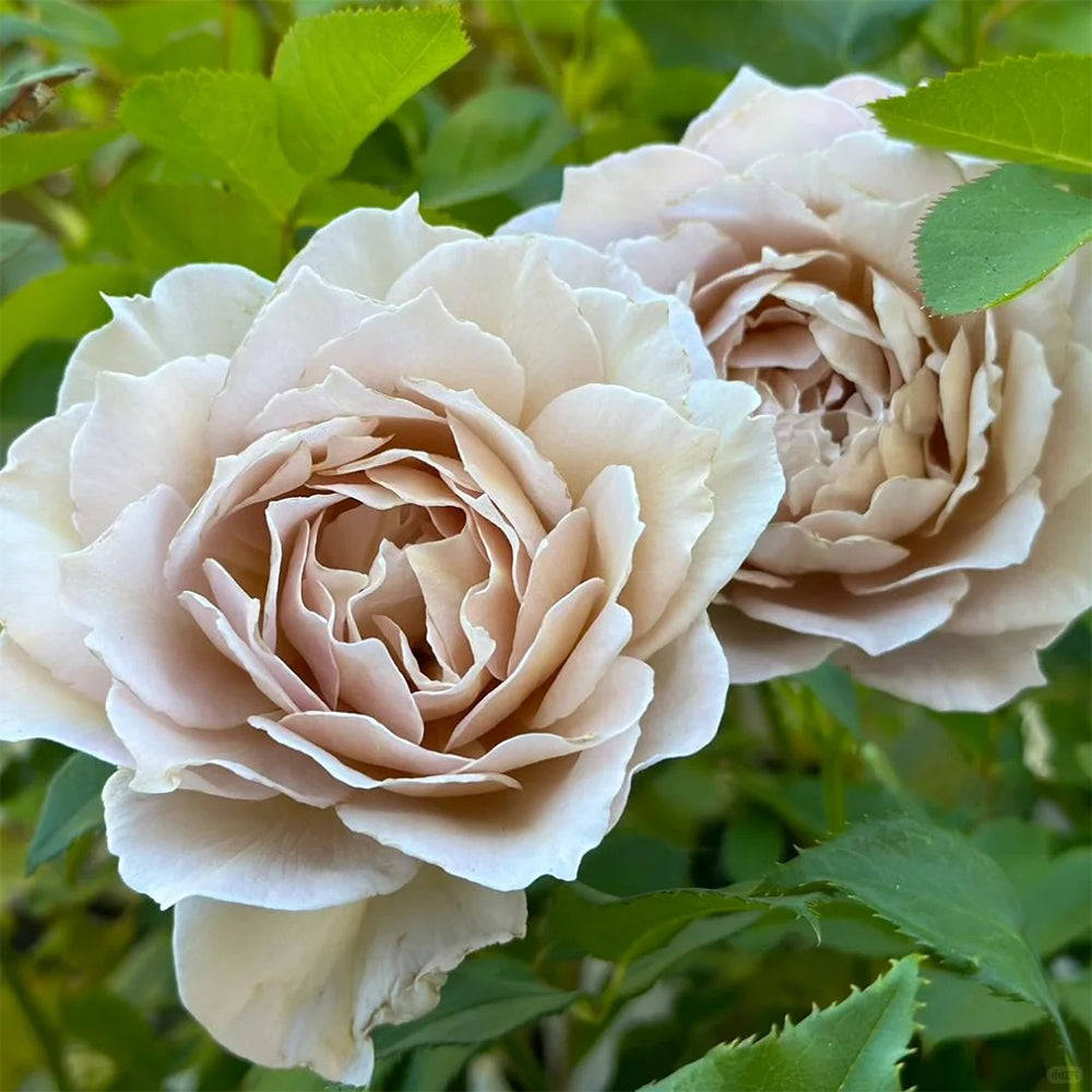 Suo Qingqiu Chinese Florist Shrub Rose – Highgarden Roses