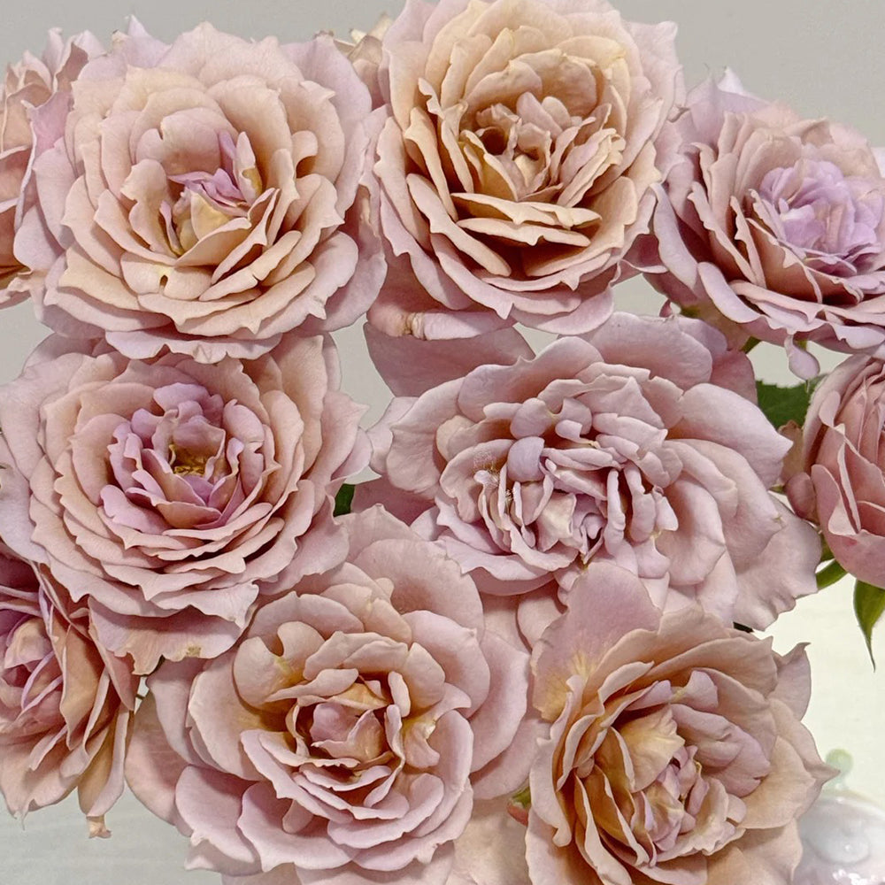 Suo Qingqiu Chinese Florist Shrub Rose – Highgarden Roses