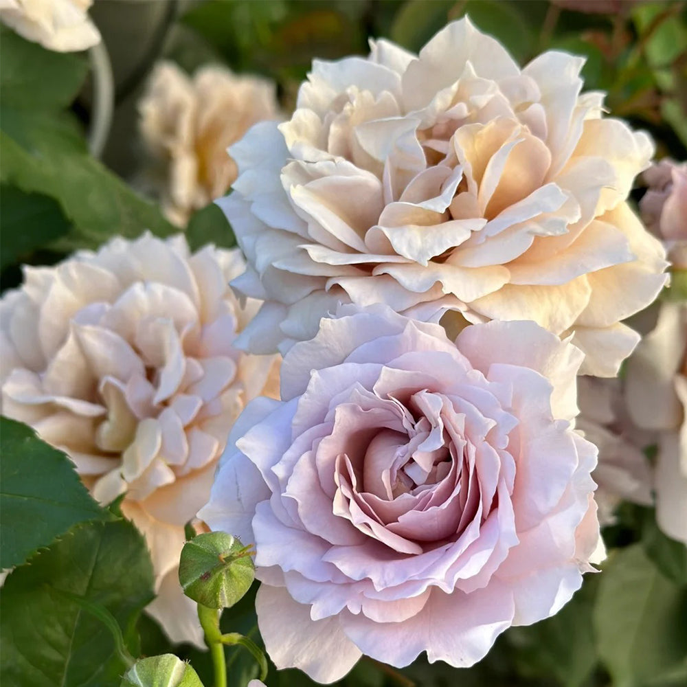 Suo Qingqiu Chinese Florist Shrub Rose – Highgarden Roses