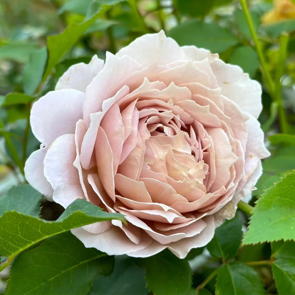 rose様 Suo Qingqiu Chinese Florist Shrub Rose – Highgarden Roses