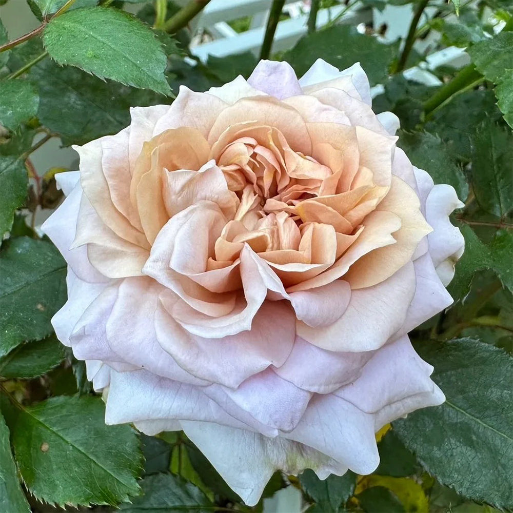 Suo Qingqiu Chinese Florist Shrub Rose – Highgarden Roses