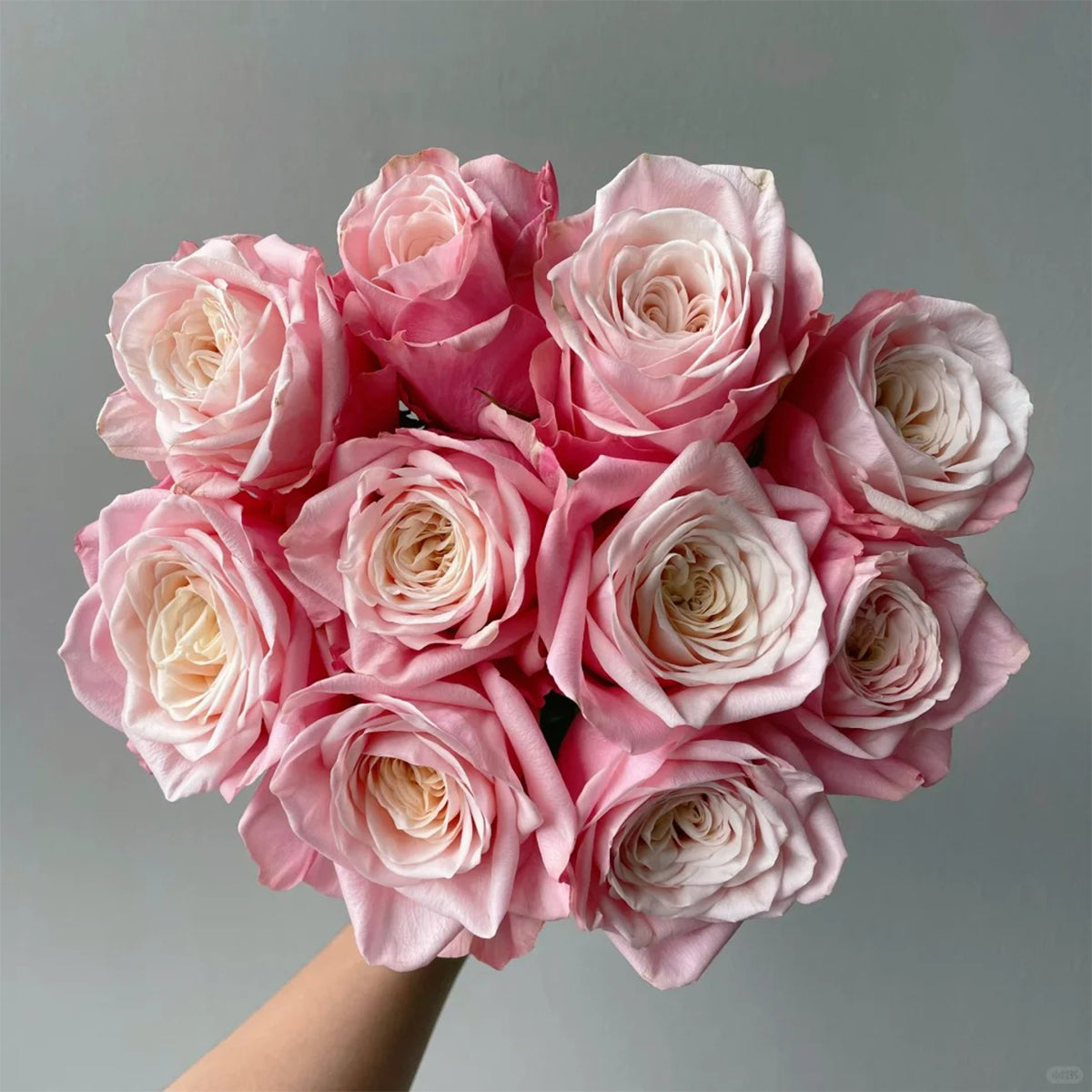 Supless Ecuador Florist Shrub Rose – Highgarden Roses