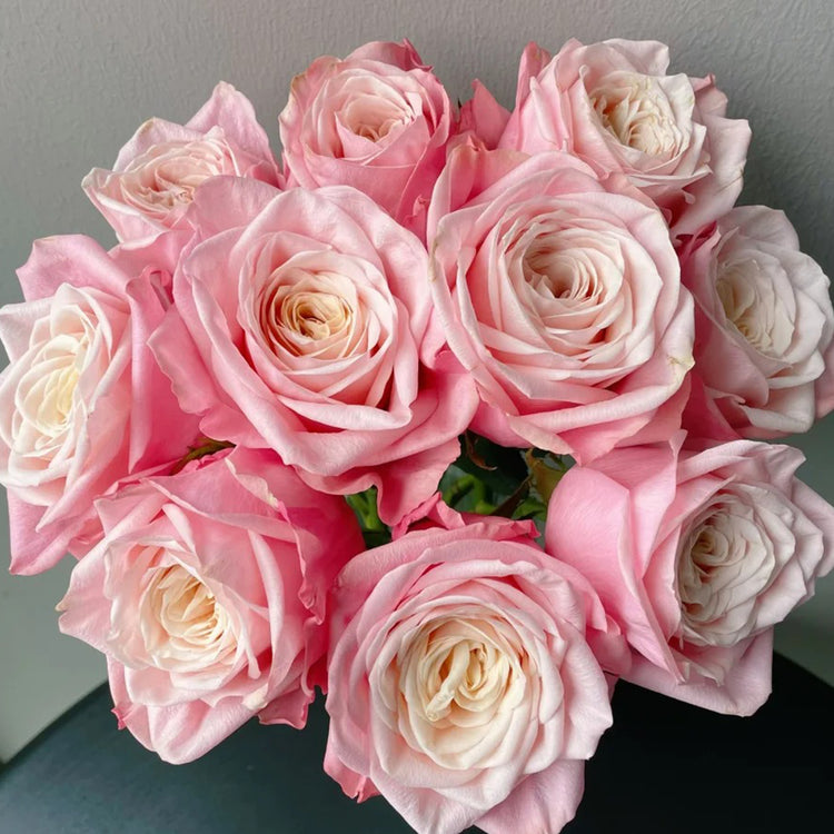 Ecuador – Highgarden Roses