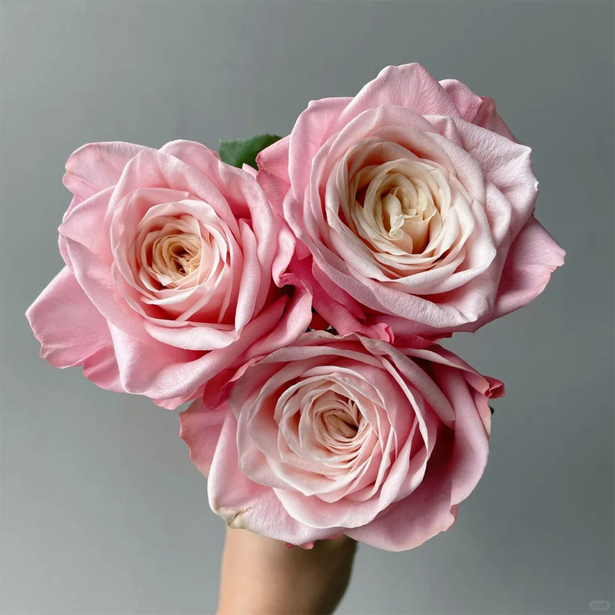 Supless Ecuador Florist Shrub Rose – Highgarden Roses