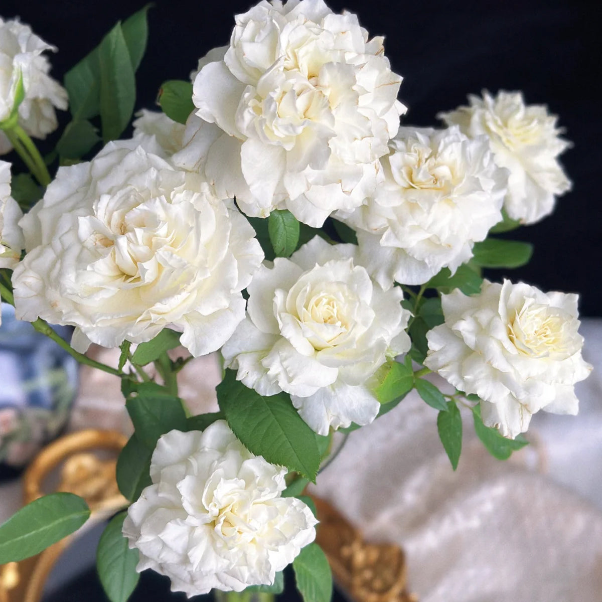 Sur la Neige Japanese Florist Shrub Rose